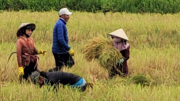 Vụ lúa - tôm thắng lớn