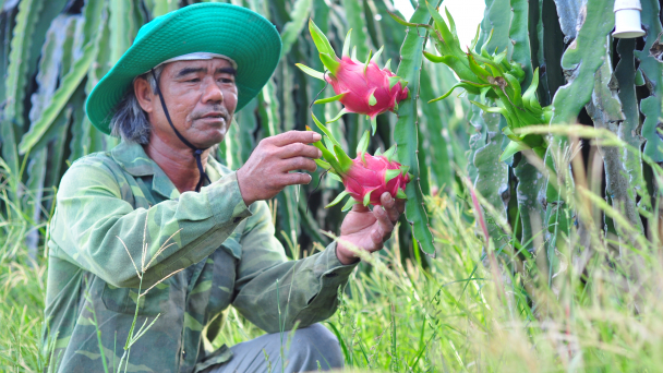 Cần cuộc cách mạng cho cây thanh long