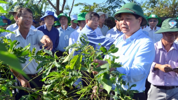 Đáp ứng giống sắn trước bệnh khảm lá: Cần 'Bắc sản, Nam tiêu'