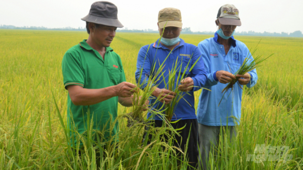 Cả ấp thất mùa vì muỗi hành gây hại nặng