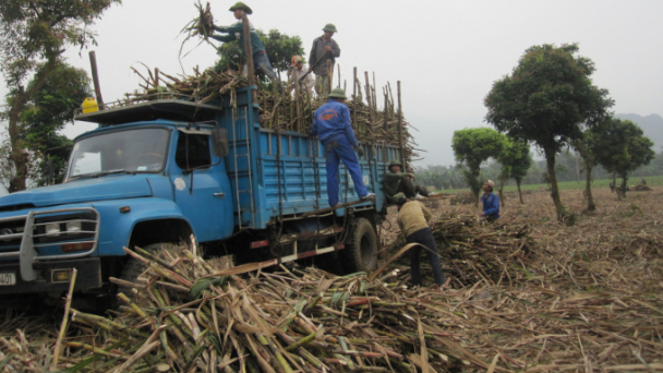 Cuộc chiến khốc liệt của cây mía