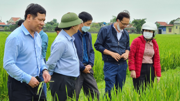Đạo ôn cổ bông đe dọa lúa xuân Bắc Trung Bộ