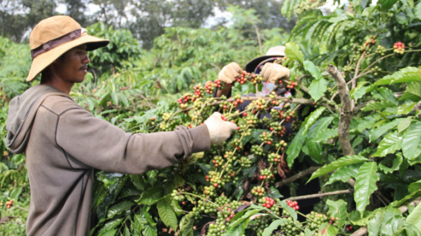 Nhức nhối đất nông lâm trường ở Tây Nguyên: [Bài 2] Vinacafe làm gì với 13.000ha đất sau chỉ đạo của Thủ tướng?