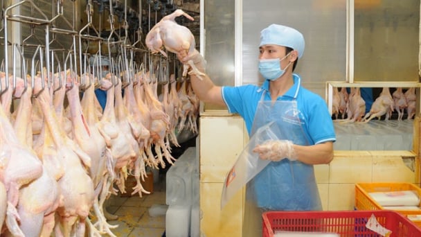 Nguồn cung thịt, trứng dồi dào, cần chăm lo thị trường nội địa