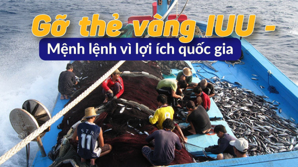 'Không rành quy định về IUU thì thà ở nhà...'