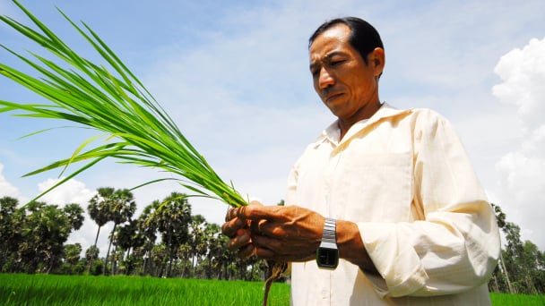 Cần cho đất nghỉ 2 - 3 tuần trước khi gieo sạ vụ hè thu