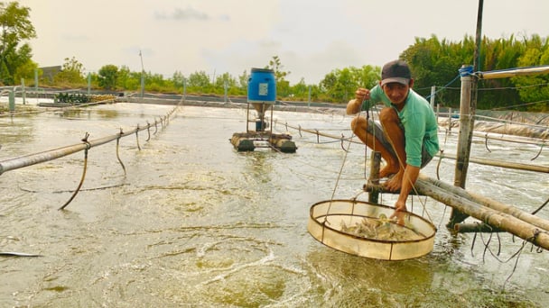 Sức đề kháng tôm nuôi suy giảm theo giá bán