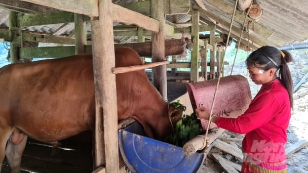 Hà Giang xuất hiện trường hợp người mắc bệnh nhiệt thán do lây từ bò