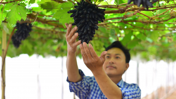 Trao giải cuộc thi giàn nho đẹp năm 2023