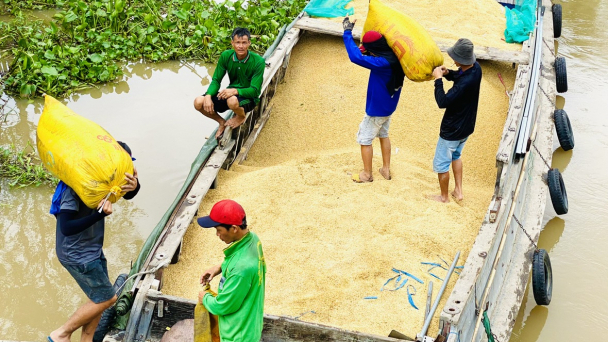 Liên kết yếu, doanh nghiệp vẫn phải mua lúa gạo qua 'cò'