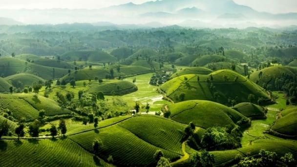 Những giống chè mới: Đánh thức những vùng đồi ngủ say
