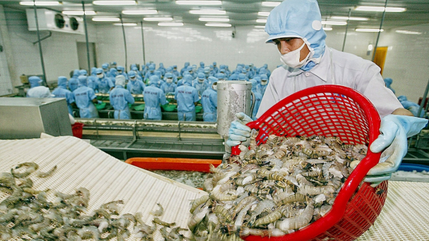 Giá tôm nguyên liệu tiếp tục giảm