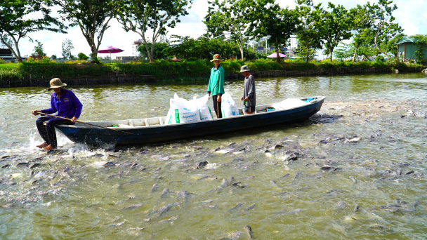 Cá tra phải vượt qua thanh tra FSIS để giữ thị trường Hoa Kỳ