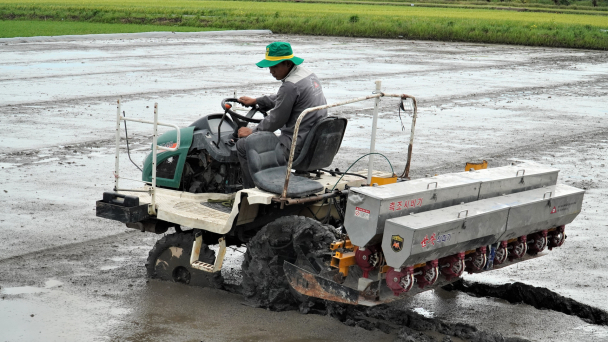 Nhiều địa phương ĐBSCL tăng nhanh diện tích lúa thu đông
