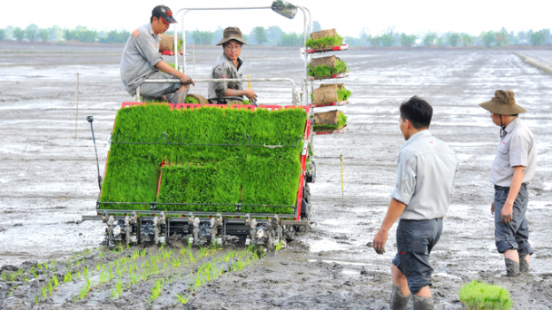 Khuyến cáo nông dân không phá hợp đồng, bán 'lúa non'
