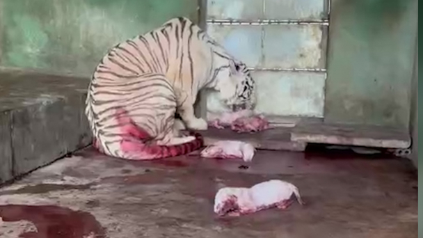 5 hổ con Bengal nằm trong sách đỏ được sinh ra ở Việt Nam
