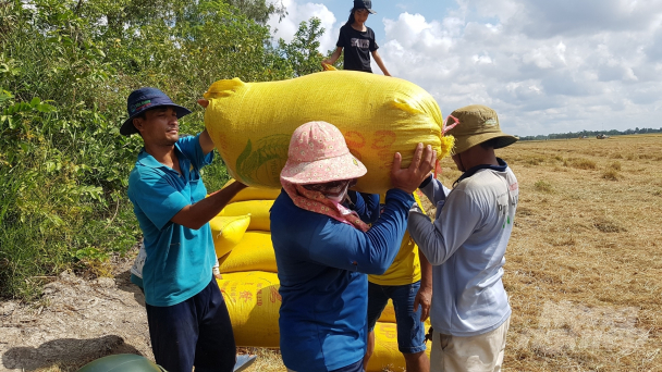 Liên kết trong sản xuất lúa đang rất dễ bị phá vỡ