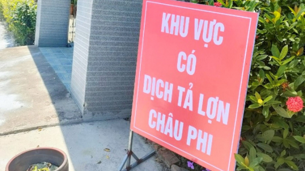 Dịch tả lợn Châu Phi uy hiếp vùng chăn nuôi nông hộ lớn