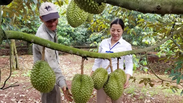 Nguy hại việc gian lận mã số vùng trồng