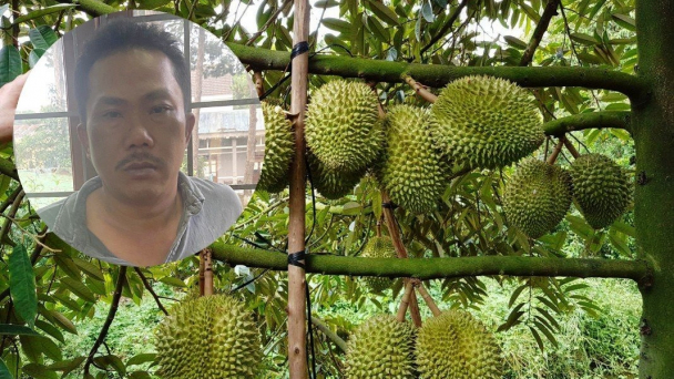Khởi tố đối tượng bảo kê thu mua sầu riêng
