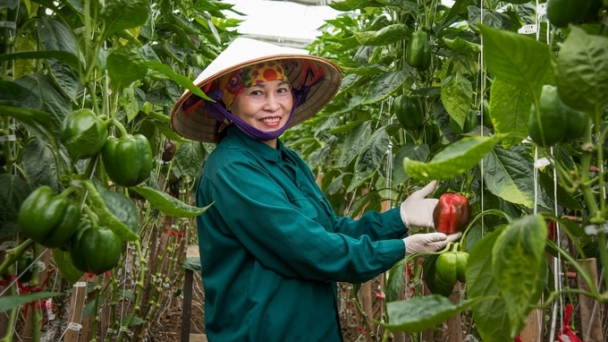 Những thất thu không đáng có trong sản xuất giống rau