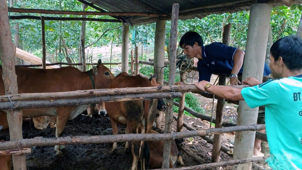 13 trâu, bò chết vì bệnh ung khí thán, hơn tháng sau thú y mới biết