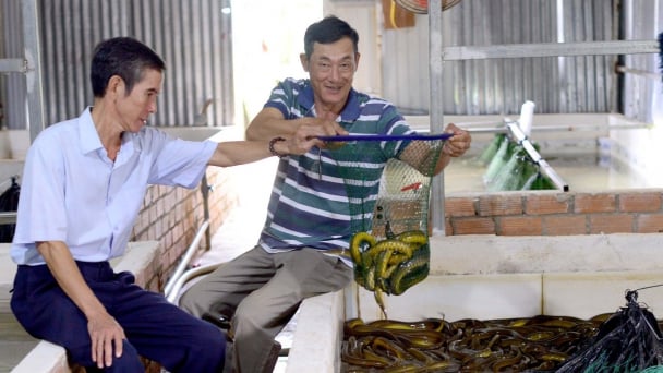 Nuôi lươn không bùn, vừa làm vừa chơi vẫn ‘ẵm’ hàng trăm triệu đồng