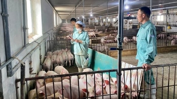 Thanh toán bệnh lở mồm long móng [Bài 7]: Minh bạch khả năng bảo hộ từng loại vacxin