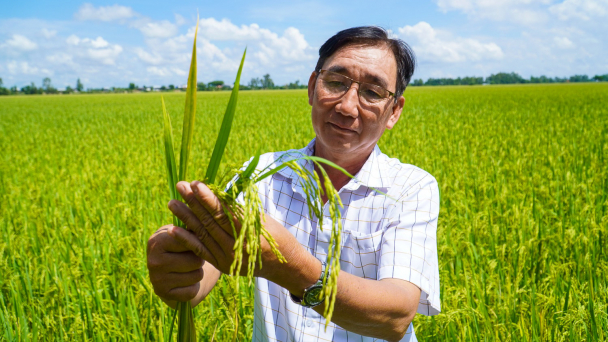 'Xắn tay' trồng lúa sinh thái, kéo sếu đầu đỏ trở về