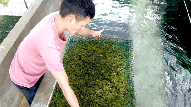 Trồng rong nho trong bể chi phí thấp, lợi nhuận cao