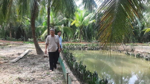 Độc đáo mô hình trên trồng dừa hữu cơ, dưới nuôi tôm sạch