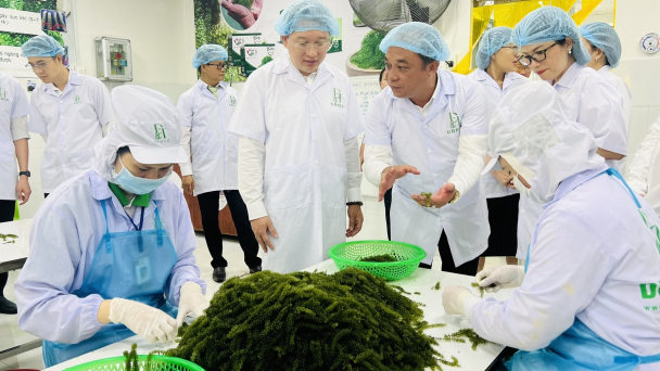 Bộ rong nho của DT Group là sản phẩm công nghiệp nông thôn tiêu biểu