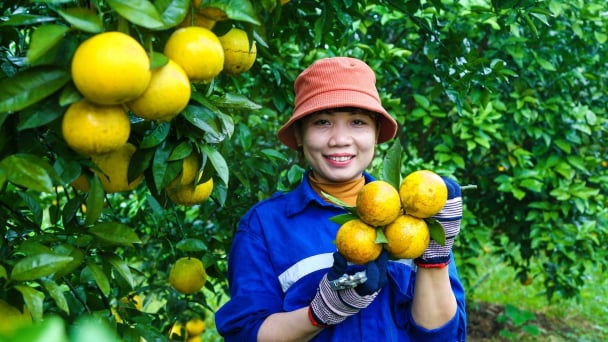 Nét rạng ngời ở vườn 'cam tiến vua' đẹp bậc nhất miền Trung năm 2023