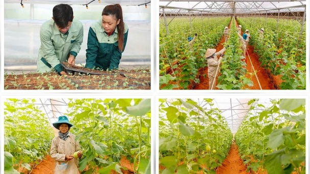 Cần tham gia hệ thống sản xuất hữu cơ thế giới và khu vực