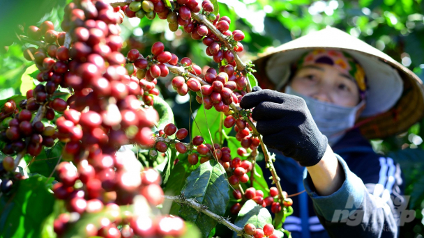 Thu nhập bình quân của người lao động ngành Nông nghiệp đạt 7 triệu đồng/tháng