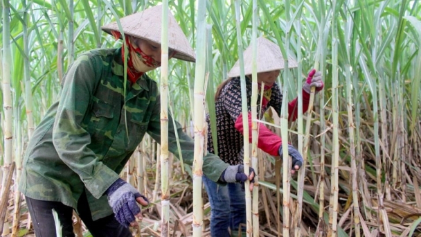 Vụ mía '3 được' của Nghệ An