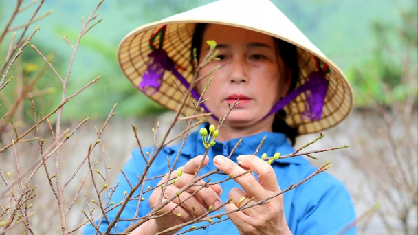 Mai vàng 'lão đại' Kỳ Nam giá tới trăm triệu đồng một cây
