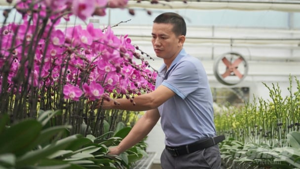 Độc đáo vườn lan hồ điệp 6 vạn gốc ở 'chảo lửa túi mưa'