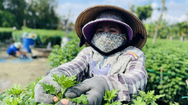Làng hoa cúc nổi tiếng miền Trung phấn khởi vì được mùa, được giá vụ Tết