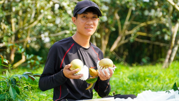Vú sữa bơ hồng chinh phục thị trường Mỹ