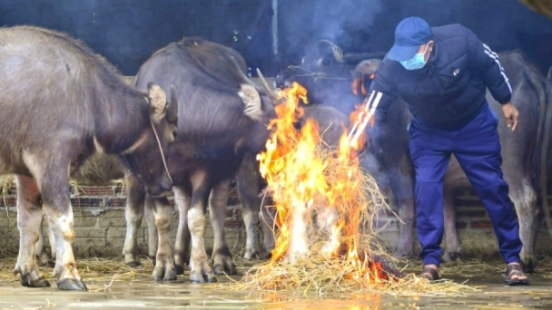 Tuyệt đối không chăn thả gia súc, gia cầm khi nhiệt độ dưới 10 độ C