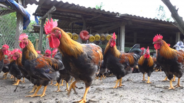 Gà trống tơ cúng tết đắt khách