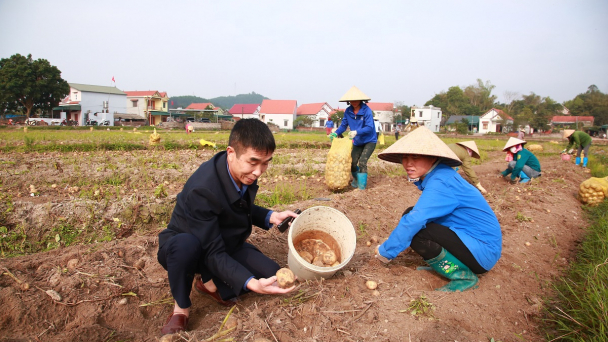 Phấn khởi thu hoạch khoai tây vụ đông