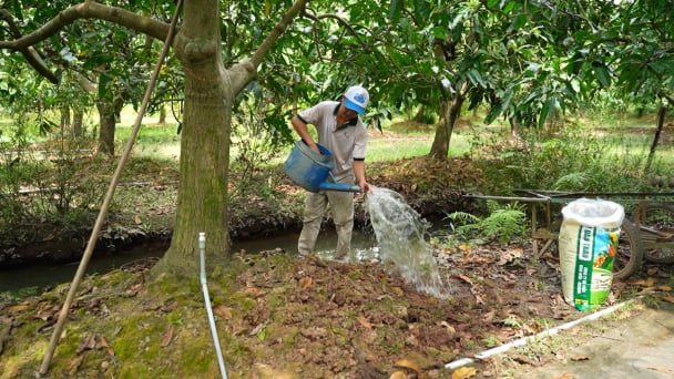 Chú ý bón phân hữu cơ cho đất liếp vườn xoài sau thu hoạch