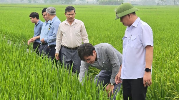 Thời tiết đang thuận lợi cho bệnh đạo ôn bùng phát