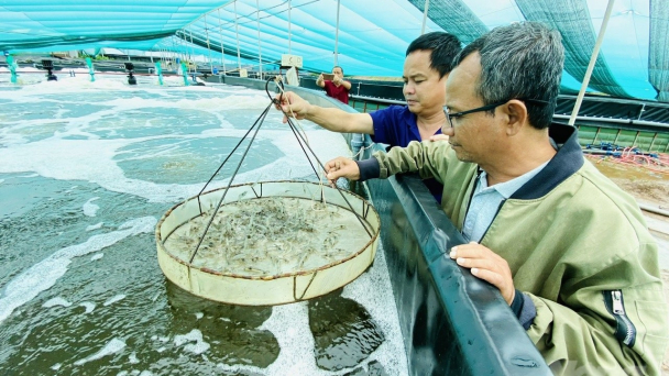 Ngành tôm dự kiến thu về hơn 4 tỷ USD