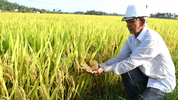Giống lúa ĐB18 chinh phục những lão nông suốt đời làm ruộng