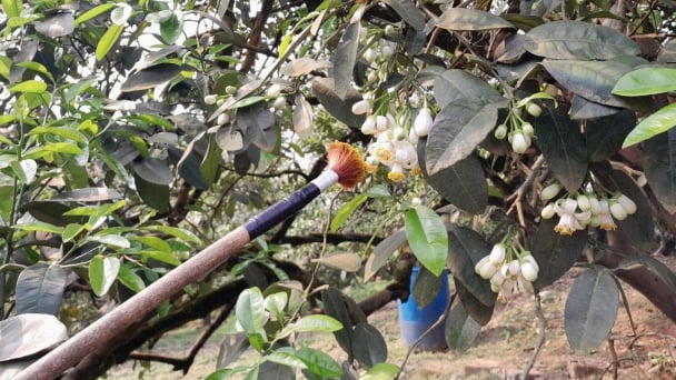 Tất bật thụ phấn cho bưởi tiến vua