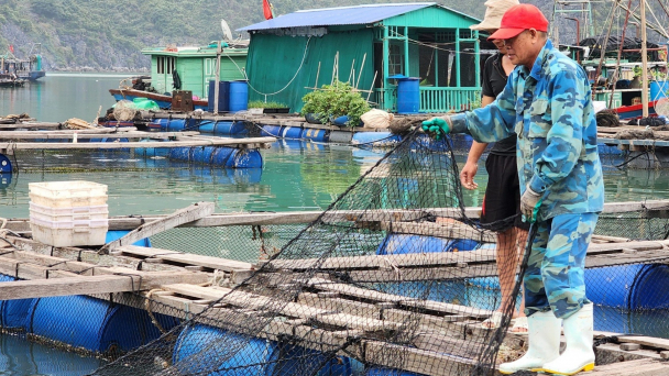 Gia hạn thời gian nuôi cá lồng bè theo phương án truyền thống ở Cát Bà