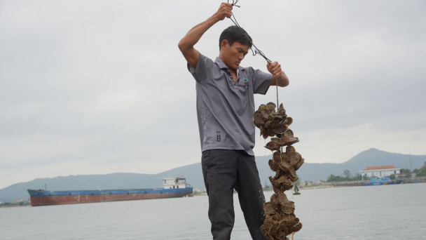 Những bè hàu tiền tỷ nơi cửa sông